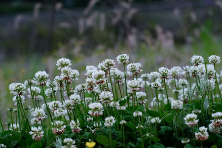 White clover flowers in a meadow in the summer season.の写真素材