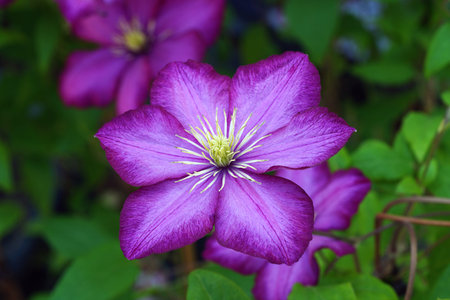 Purple clematis flower in the garden, closeup of photoの写真素材