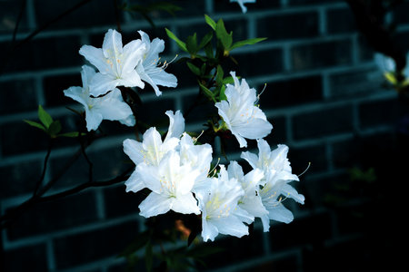 White rhododendron flowers on a background of a brick wallの写真素材