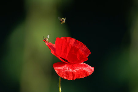 poppy flower and bee on green background, shallow depth of fieldの写真素材