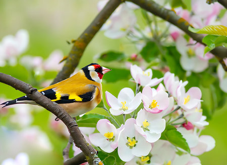 Goldfinch on a branch of a blossoming apple tree in springの素材