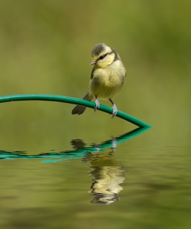 Blue Tit baby on a perch with reflectionの写真素材