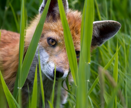Fox Cub peering through long grass