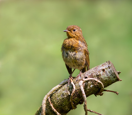 A young Robin just starting to get his adult colours perched on a log.の写真素材