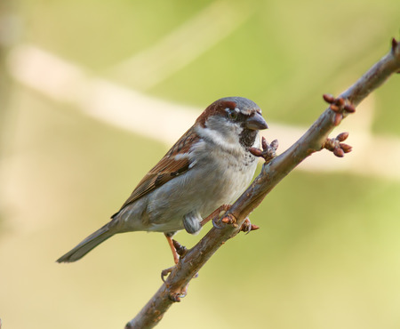 A House Sparrow on a tree branch.の写真素材