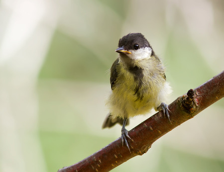 Juvenile Great Tit.の写真素材