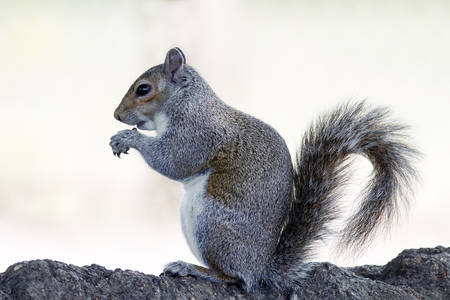 Squirrel feeding.の写真素材