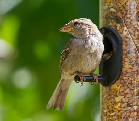 Fledgling Sparrow feeding.の写真素材