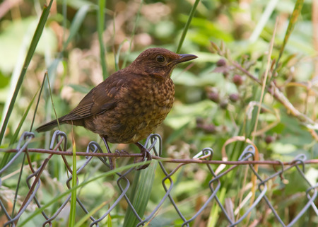 Female Blackbird perched on a fence.