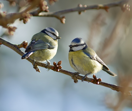 Blue Tits perched on a branch.の写真素材
