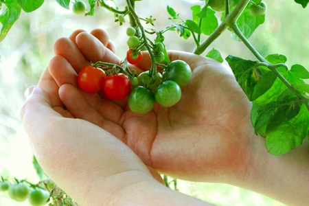 Tiny Tim tomatoes の写真素材
