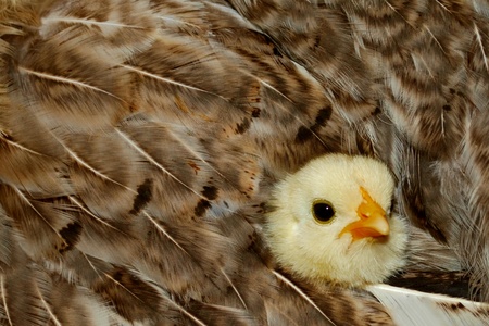 Baby chicken looks out from the comfort of her mom's feathers. Cute. But also creates a nice pattern with the feathers.の写真素材