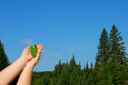 A conceptual message for loving our forests and protecting them  Focus is on the hands with the heart-shaped leaf from a Morning Glory plant の写真素材