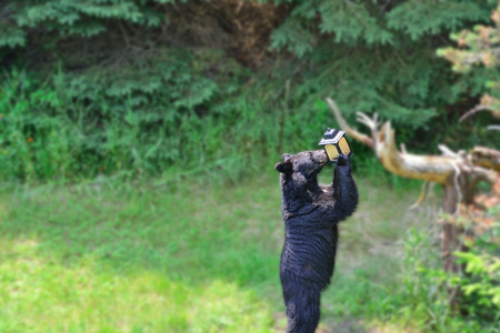 Black bear getting seed out of a bird feeder. Gaussian blur filter applied to background so the eye is drawn into what the bear is doing.の写真素材