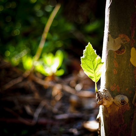 A young leaf finds its way out to the world