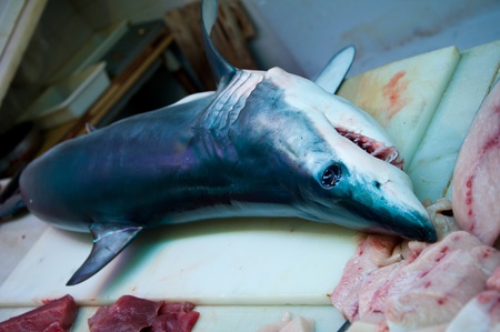 A young blue shark killed off the straight of Gibraltar and now on display in a fish market in southern Spain の写真素材