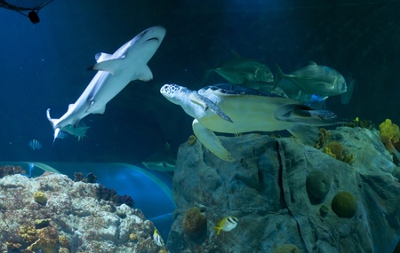 A turtle swims slowly by  living in harmony at the aquarium.の写真素材