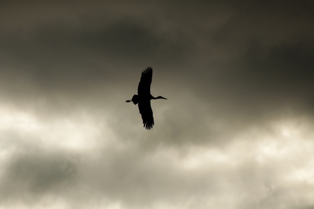 A silhouette shot taken of a Stork that was flying overhead in southern Spainの写真素材