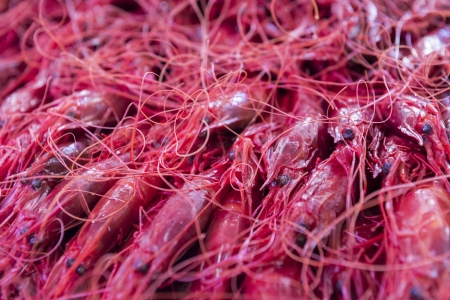 The daily catch of red prawns on display at a Spanish fish market.の写真素材