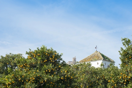 Spanish Oranges growing below the town of Arcos de la Frontera.の写真素材