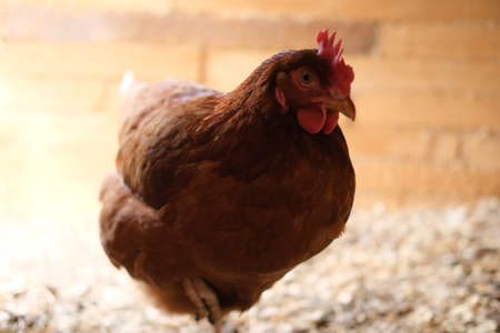 Portrait of a brown hen in a hen house. Concept - homemade chicken, natural products and eggs