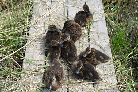 Ducklings came out of a stream overgrown with grass to eat.の写真素材