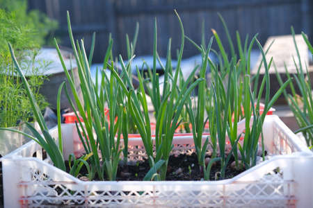 Seedlings of fresh greens grow in boxes in the country.の写真素材