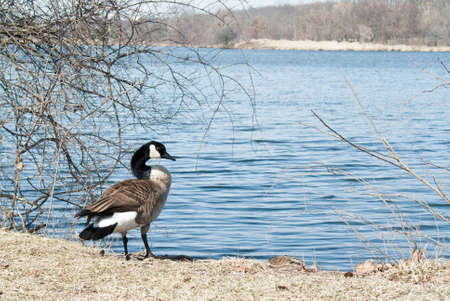 Canadian Goose stands beside the Huron Riverの写真素材