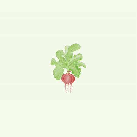 Radish water color logo design inspiration
