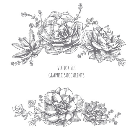 Floristic composition of succulents. Succulent drawing on white background.のイラスト素材