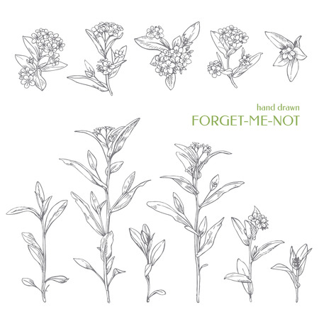 Hand drawn herbs wildflower - forget-me-not. Ink graphic.のイラスト素材