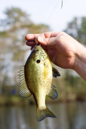 Blue Gill fish caught in a lake and still on the hook.の写真素材
