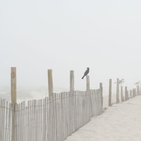 Shore Bird at the Beach on a Foggy Morning on a Fence Postの写真素材