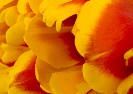 Closeup picture of red and yellow tulip petals の写真素材