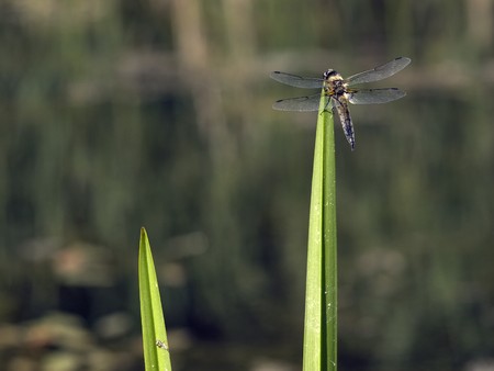 Beautiful dragonfly seating on green leaf