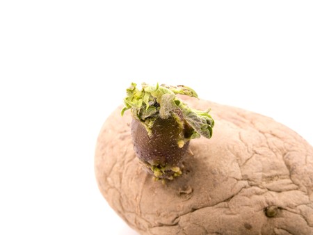 Closeup picture of sprouting potato on white backgroundの写真素材
