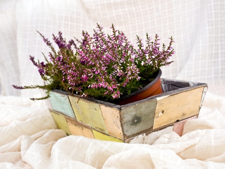 A beautifu pink heathers in old-fashioned flower-potの写真素材