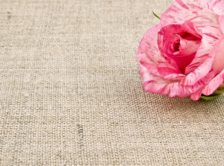 Pink rose on linen background with space for your textの写真素材