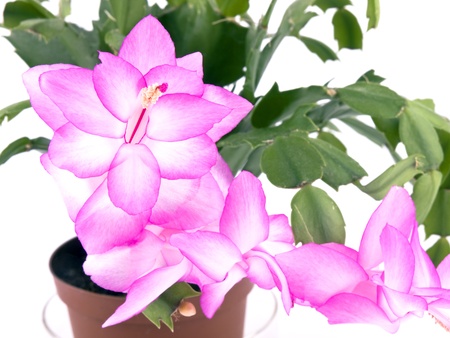 Closeup picture of pink cactus flower on white backgroundの写真素材
