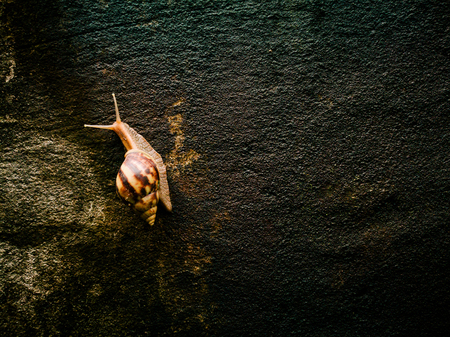 snail on the cement stone wallの写真素材
