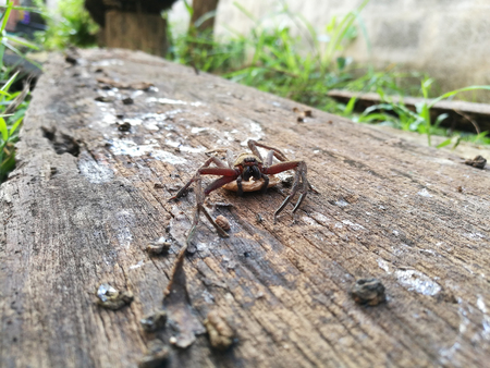 Huntsman Spider Maldon with eggの写真素材