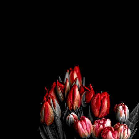 A Black & White composed floral arrangement of âTulipsâ with red highlight details set against a Solid Black background.の写真素材