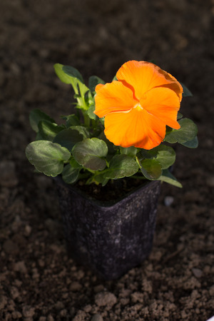 An orange pansy flower on a dry, clear patch of ground.の写真素材