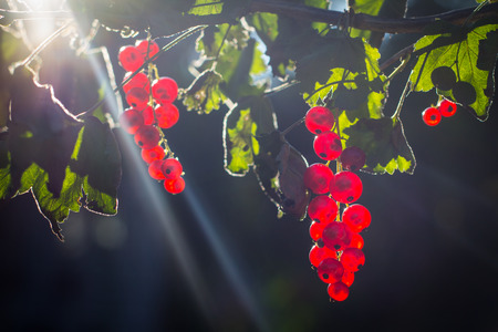 Red currant fruits on branch in the sunの写真素材
