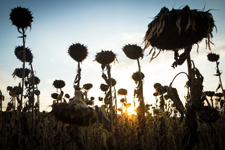 Sunflower plantation affected by droughtの写真素材