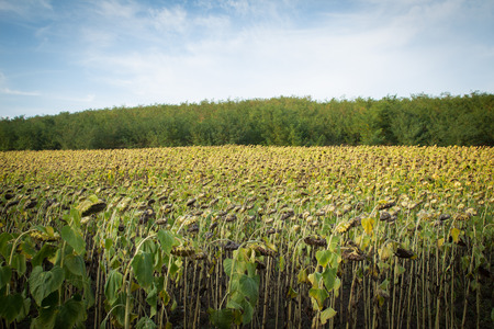 Sunflower plantation affected by droughtの写真素材