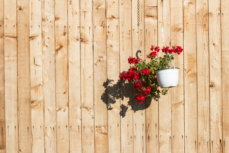 Red flowers in pot over wooden wallの写真素材