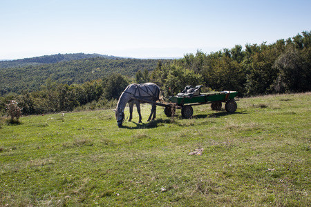 Horse and cart on green field, in Transylvania, Romaniaの写真素材