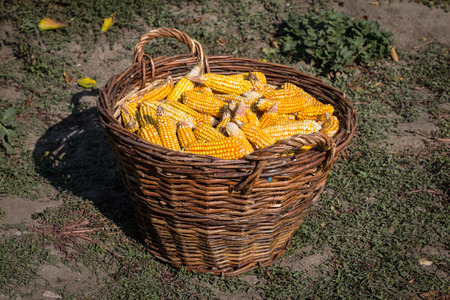 Basket full of corn cobs  in the farmの写真素材