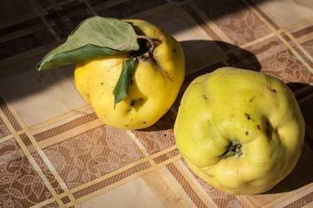 Two quince fruits on tableの写真素材
